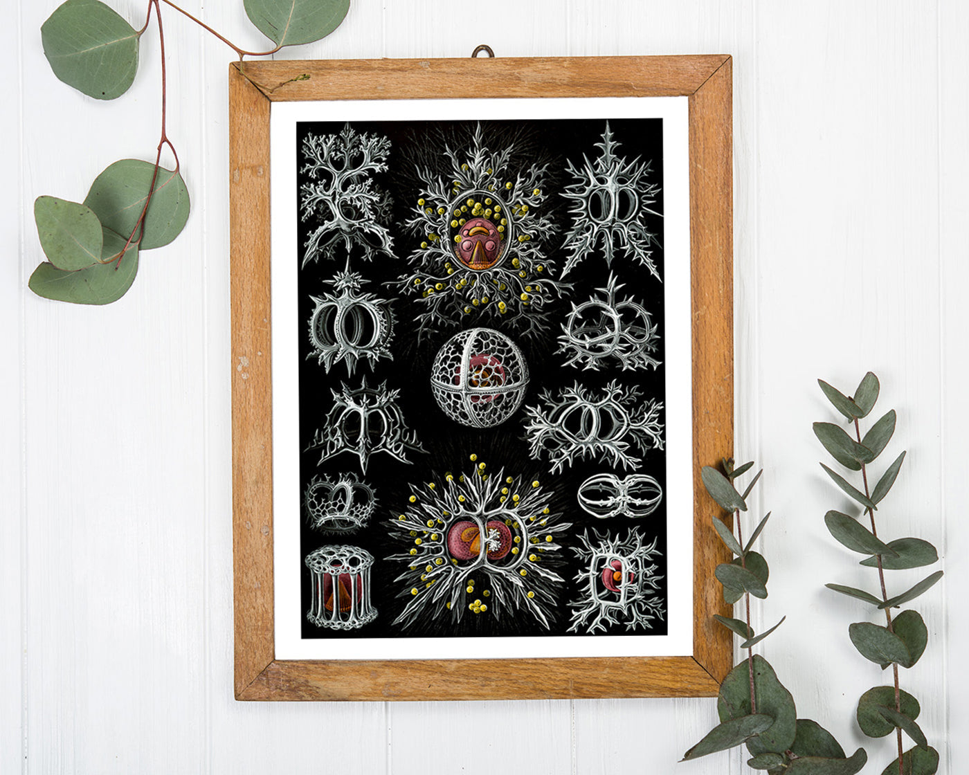 Ernst Haeckel - Mycetozoa