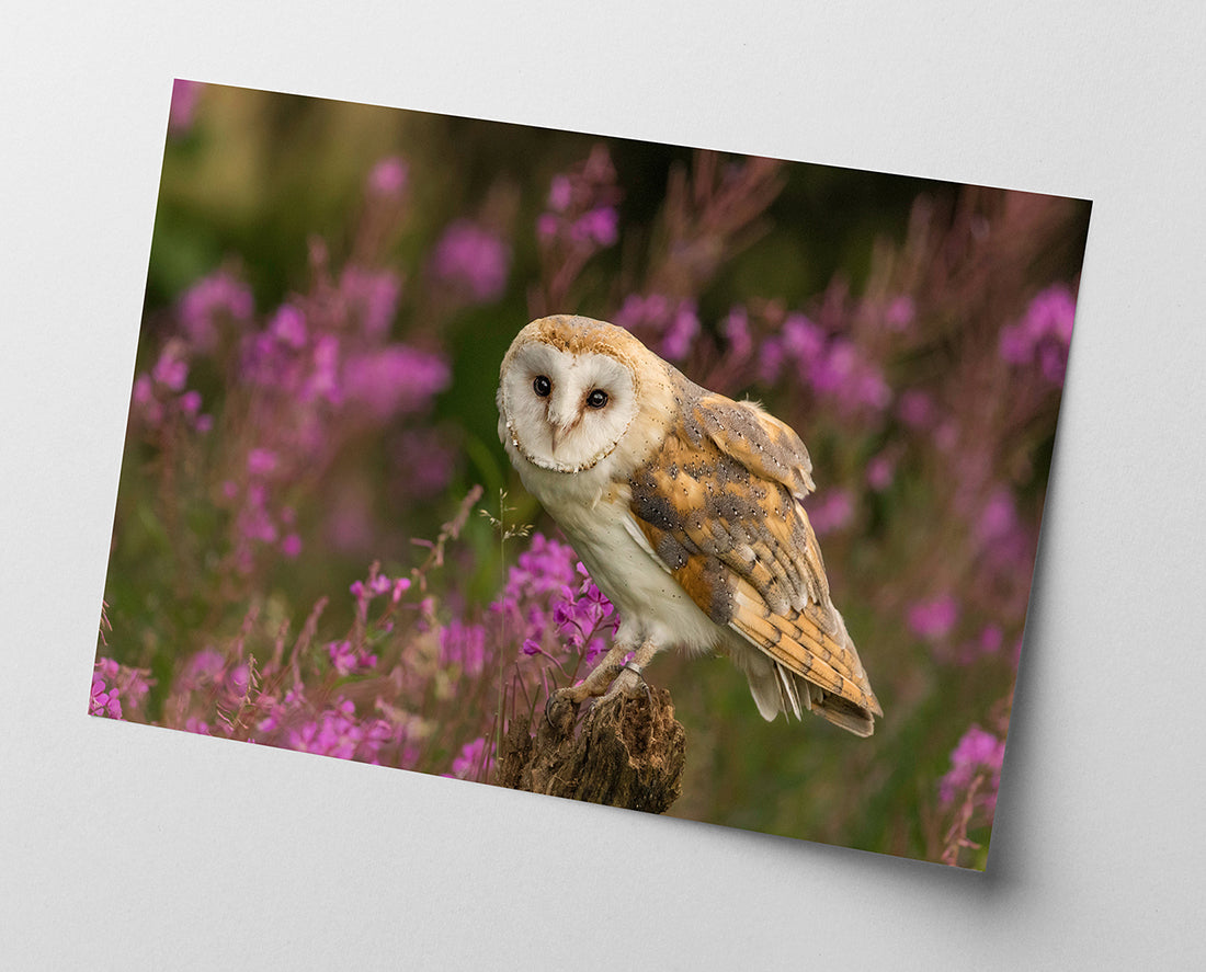 Eule in Blumenlandschaft