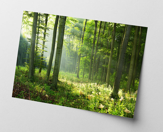 Wald-Landschaft Main Image