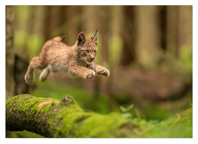 Springendes Luchs-Baby Hover Image