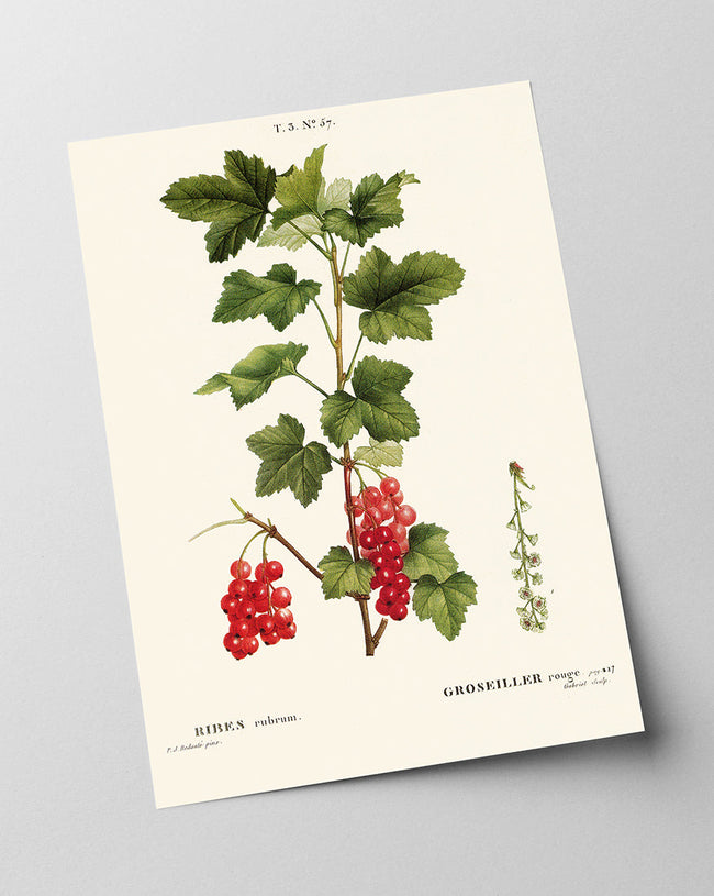 Ribes - Johannisbeer-Zweig Main Image