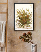 Stratiotes Aloides - Krebsschere