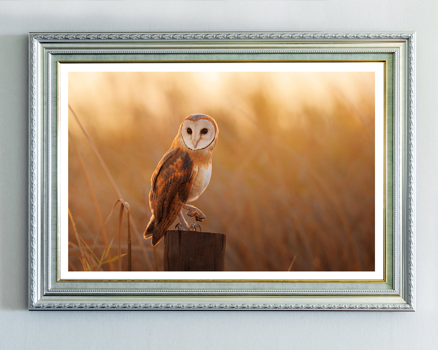 Eule in Sommerlandschaft