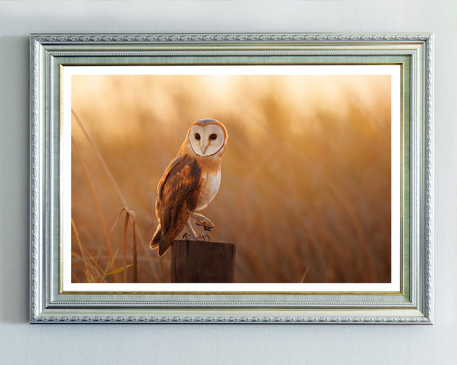 Eule in Sommerlandschaft Main Image