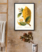 Citrus Medica - Zitrone am Zweig