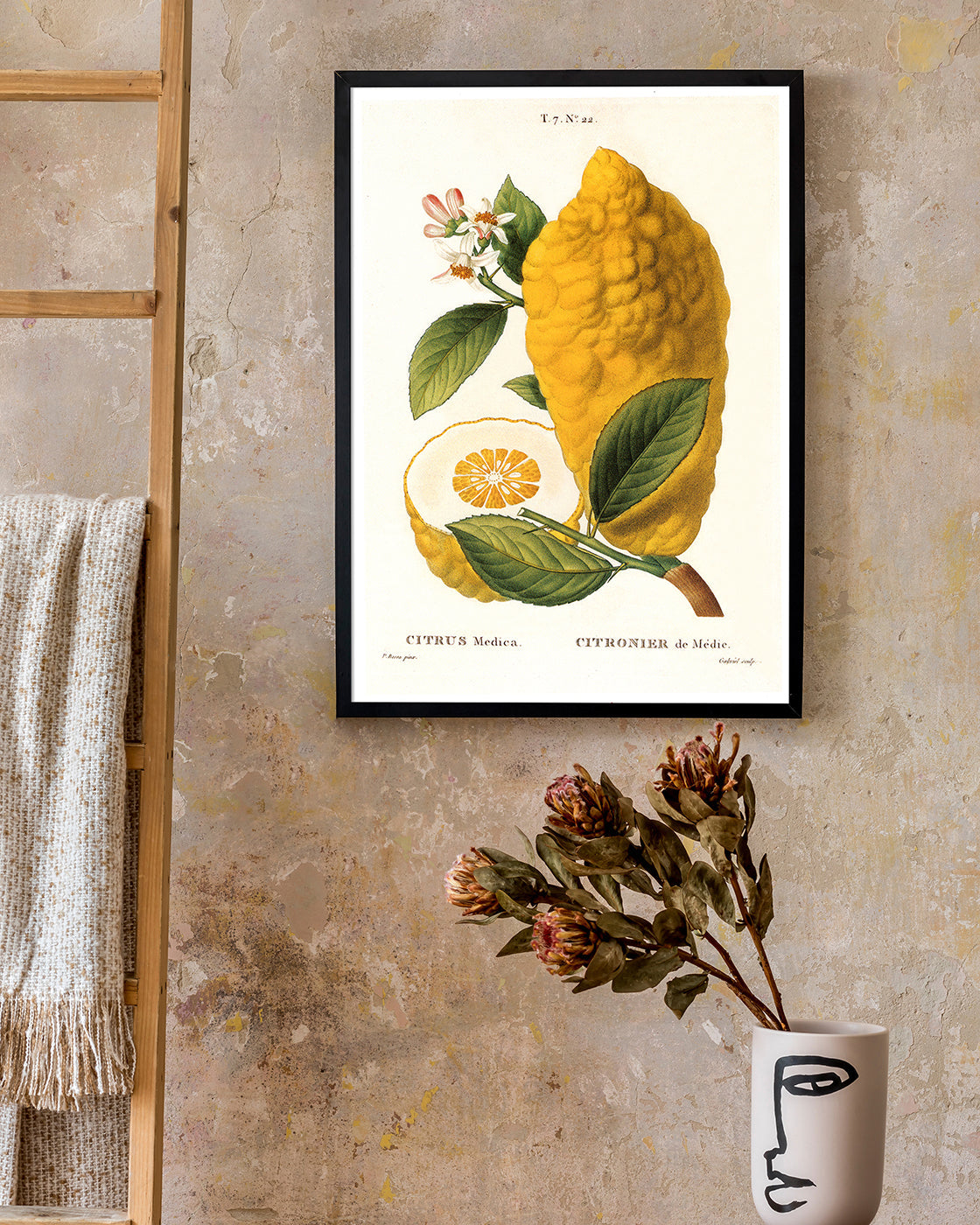 Citrus Medica - Zitrone am Zweig