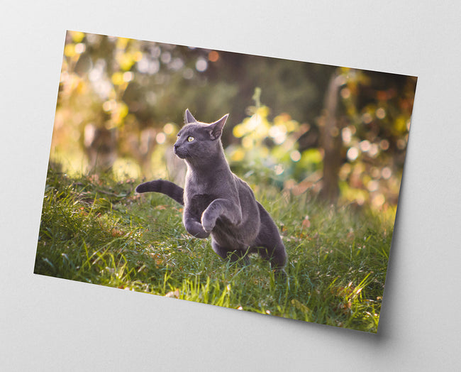 Rennende Katze Main Image