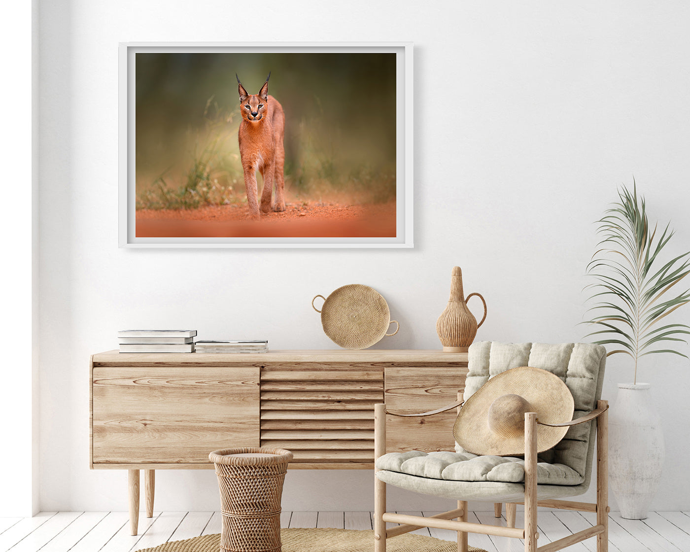 Karakal - Großkatze