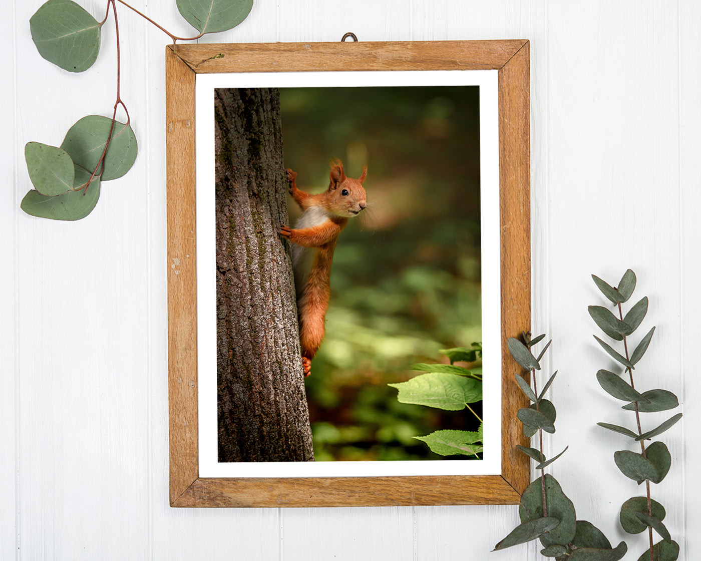 Eichhörnchen am Baum