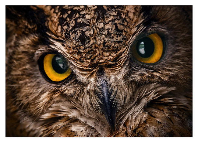 Eule im Portrait Hover Image