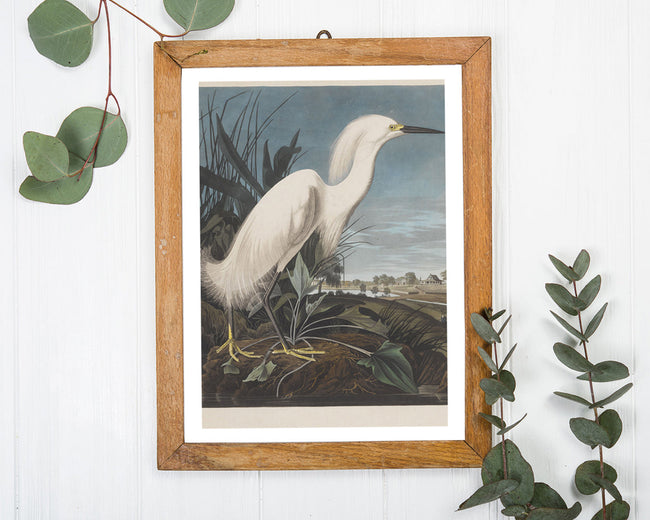 John James Audubon - Weißer Vogel am Teich Main Image