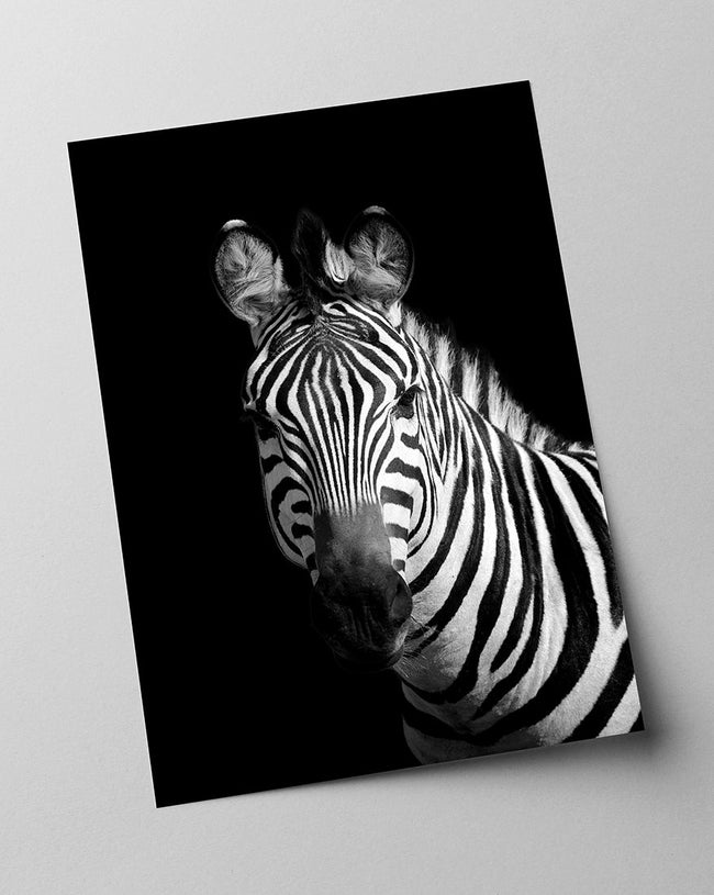 Zebra auf schwarzem Hintergrund Main Image