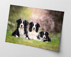 Border Collies