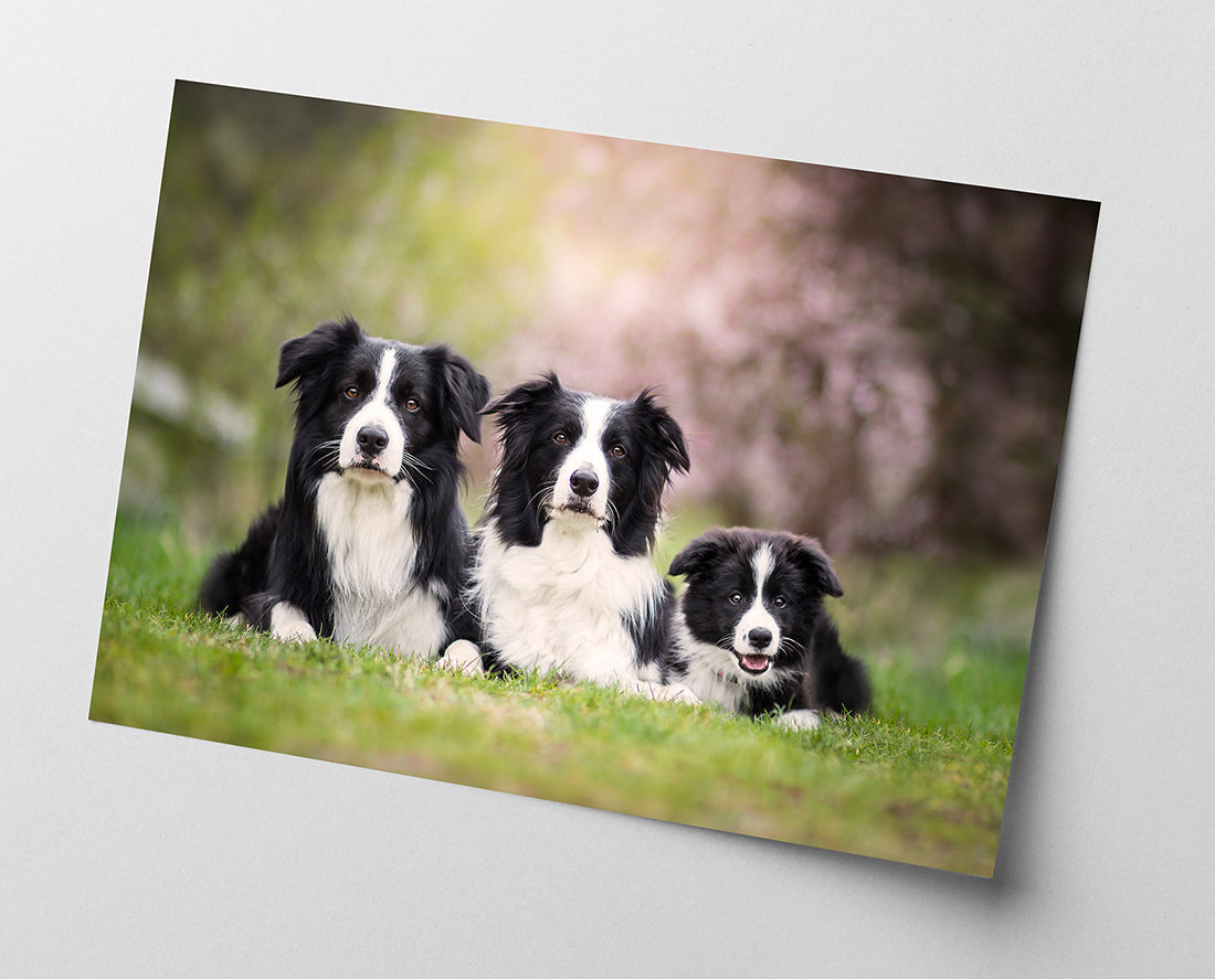Border Collies
