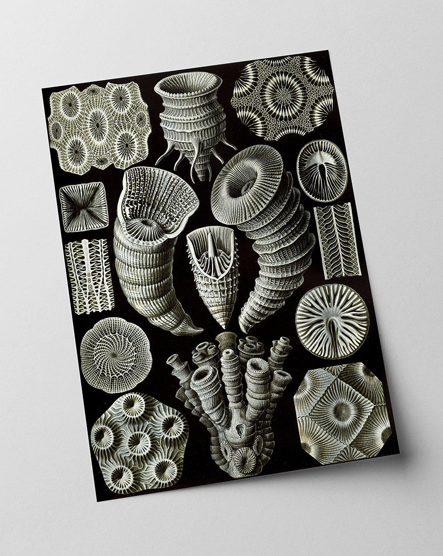 Ernst Haeckel - Kunstformen des Meeres