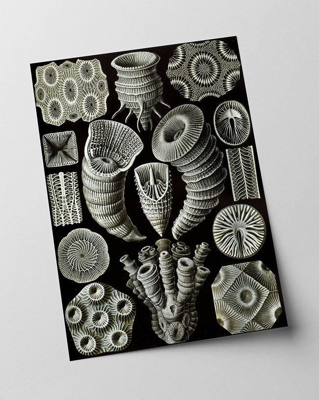 Ernst Haeckel - Kunstformen des Meeres Main Image
