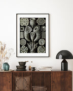 Ernst Haeckel - Kunstformen des Meeres