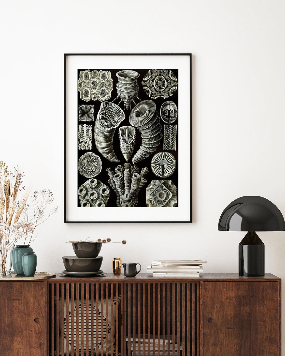 Ernst Haeckel - Kunstformen des Meeres