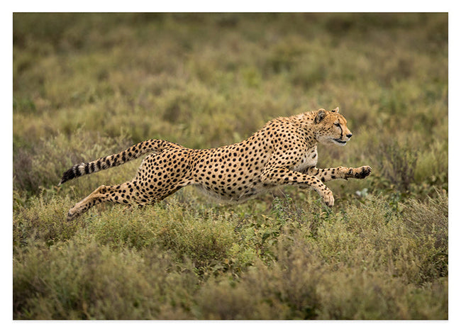 Rennender Gepard Hover Image