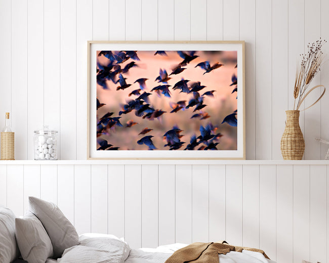 Kolibri-Schwarm Main Image