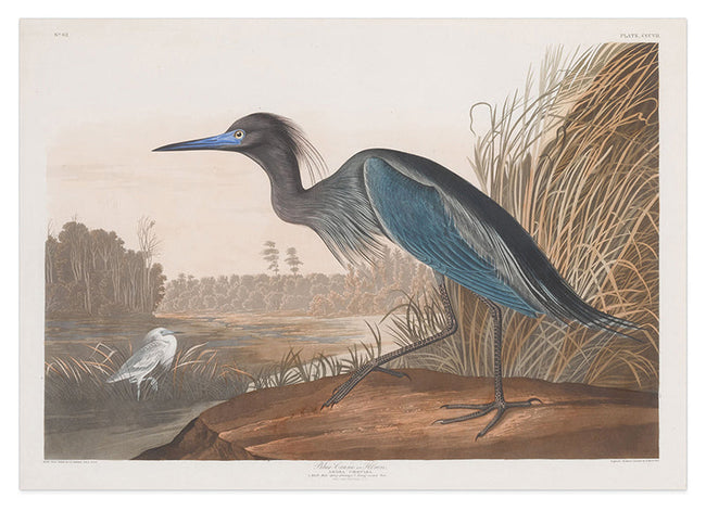 John James Audubon - Wasservögel am See Hover Image