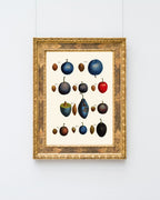 Pflaumenarten - Zwetschgen