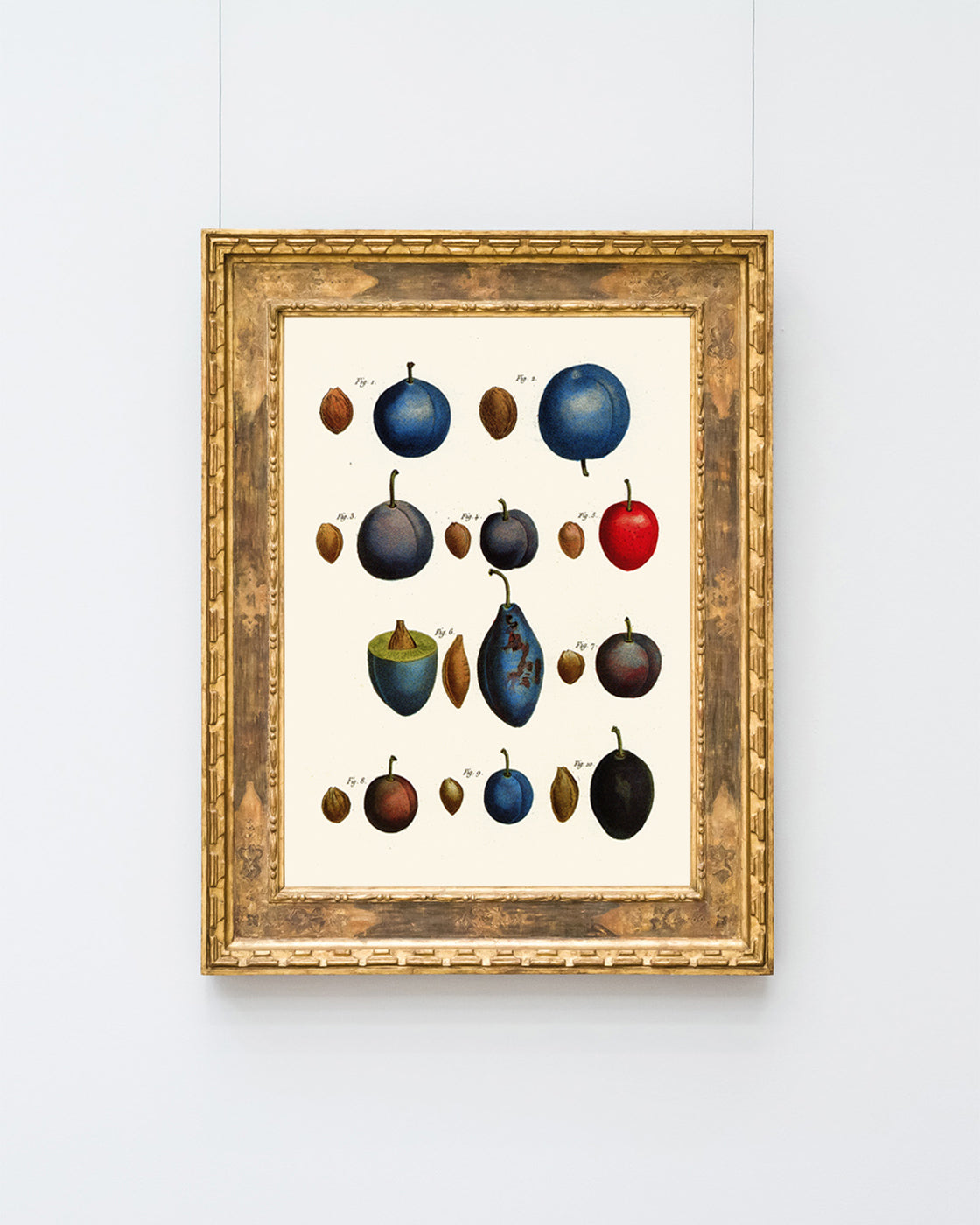 Pflaumenarten - Zwetschgen