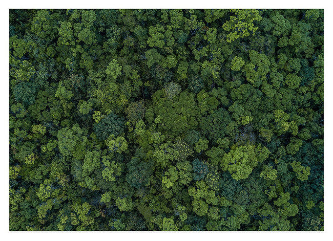 Regenwald von oben Hover Image