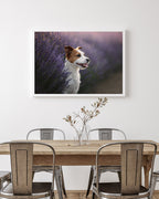 Jack Russel Terrier im Lavendel