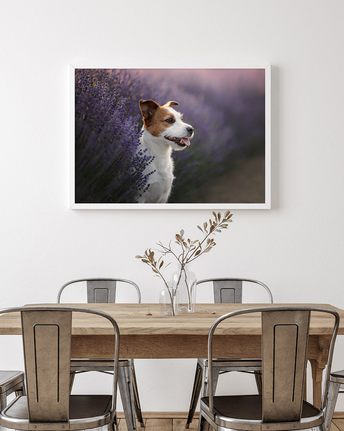 Jack Russel Terrier im Lavendel