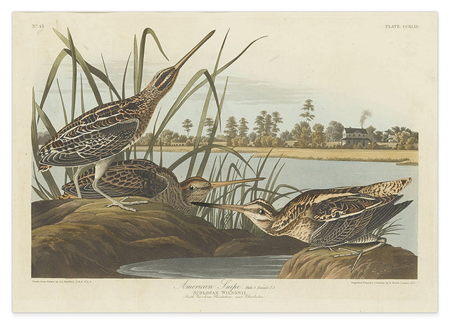 John James Audubon - Enten am Teich Hover Image