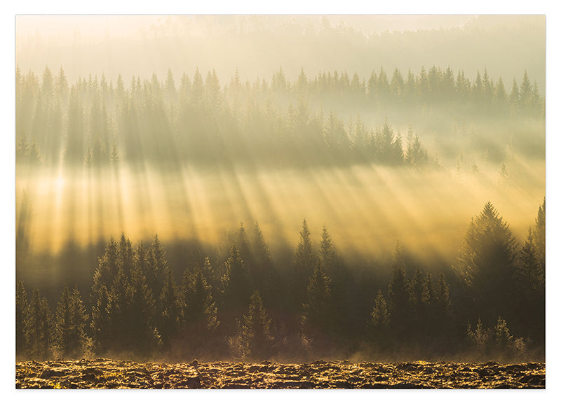 Sonnenstrahlen am Wald