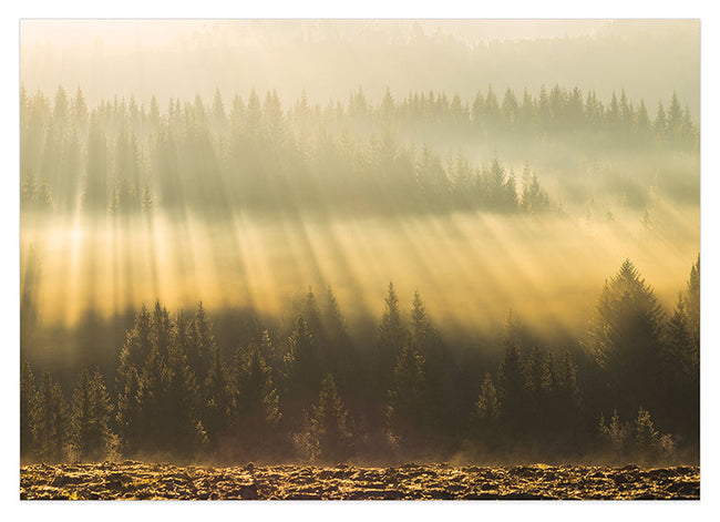Sonnenstrahlen am Wald Hover Image