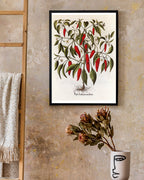 Piper Indicum Medium - Paprikagewächs