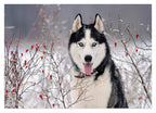 Husky im Winter