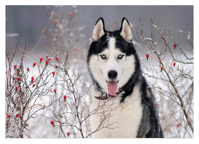 Husky im Winter Hover Image
