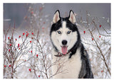 Husky im Winter