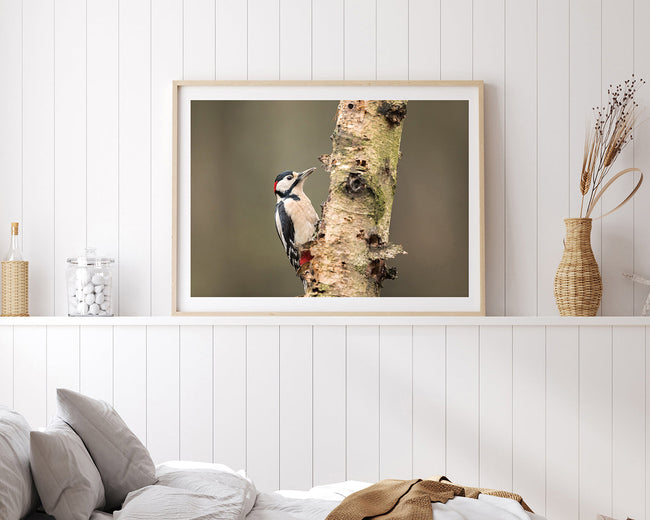 Specht am Baum Main Image