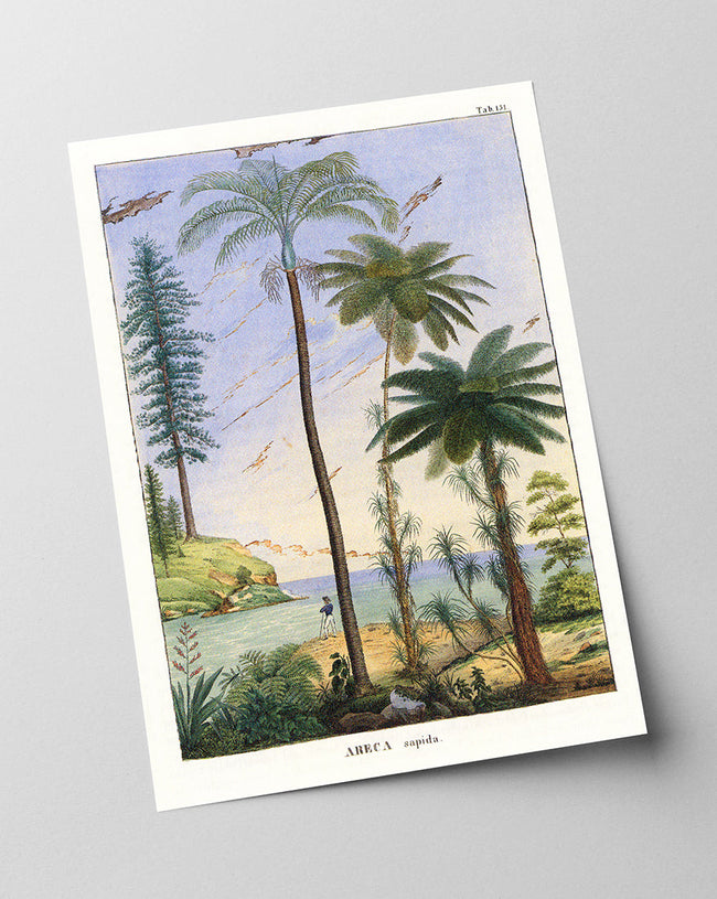 Areca Sapida - Tropische Landschaft Main Image