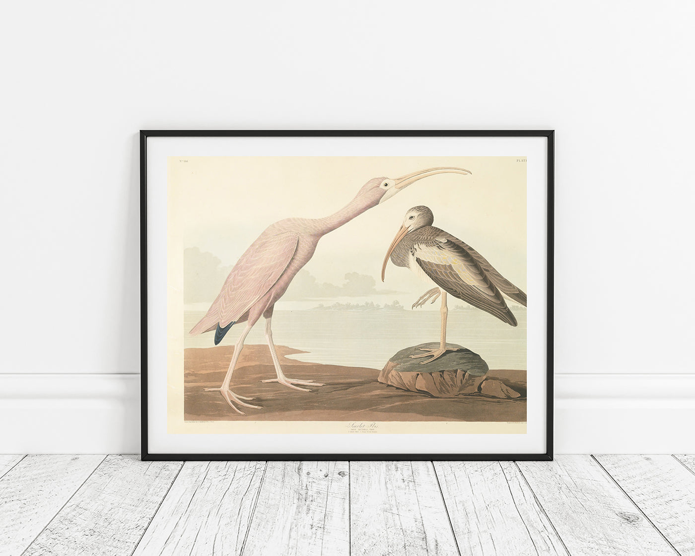 John James Audubon - Zwei Wasservögel