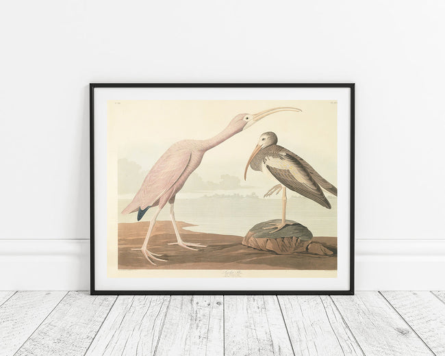 John James Audubon - Zwei Wasservögel Main Image