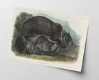 John James Audubon - Zwei Schwarzbären