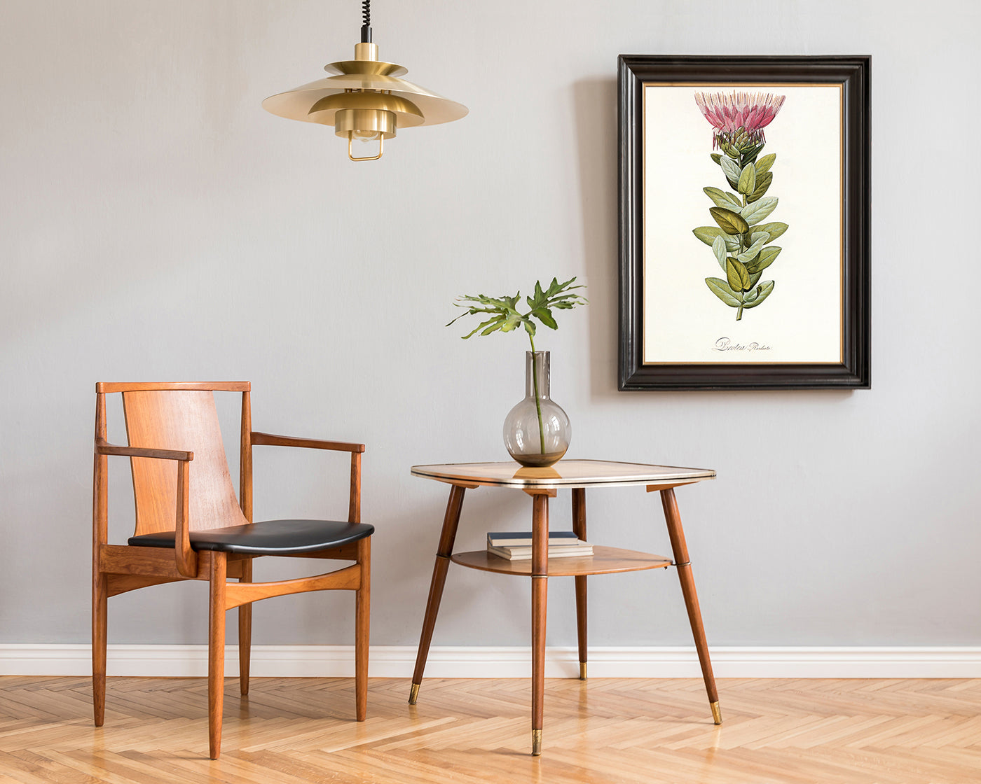 Protea Radiata - Königsprotea mit roter Blüte