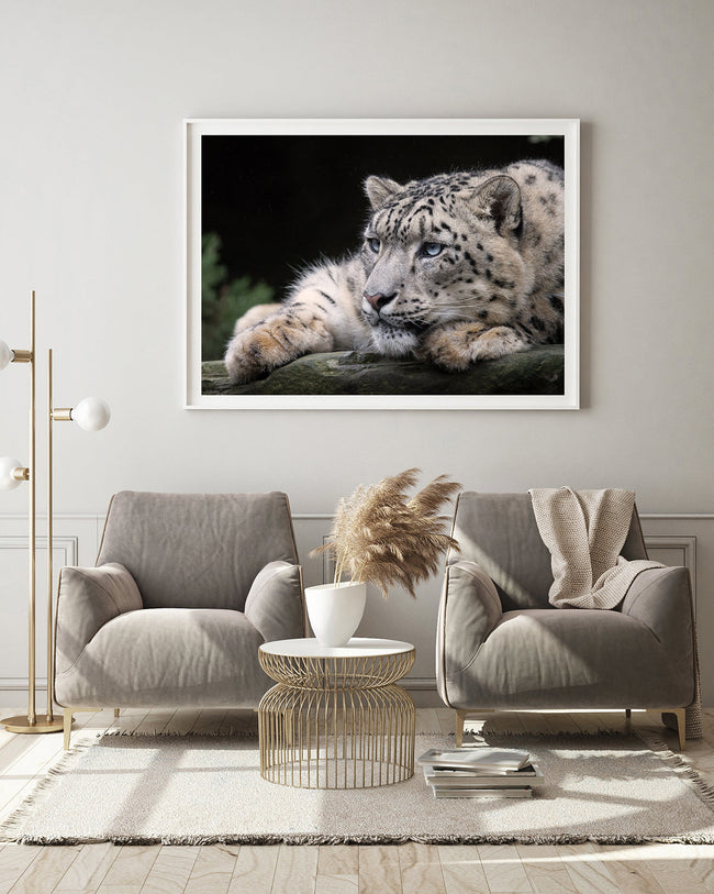 Schneeleopard Main Image