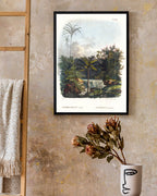 Astrocaryum - Dschungel