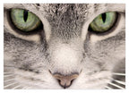 Katzen-Augen