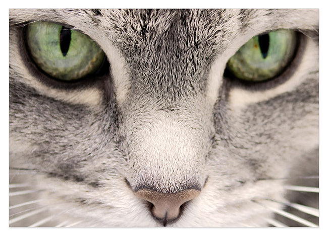 Katzen-Augen Hover Image