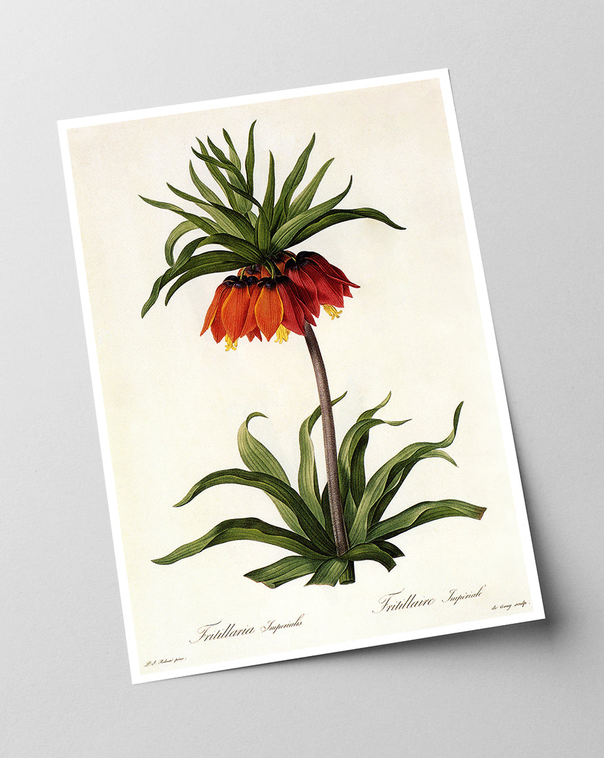 Fritillaria Imperialis - Kaiserkrone