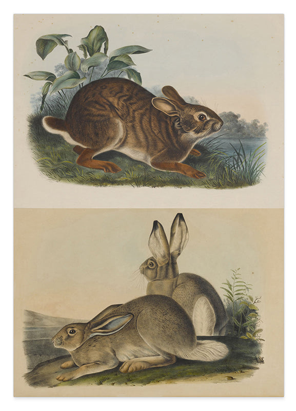 John James Audubon - Kaninchen in der Wildnis Hover Image