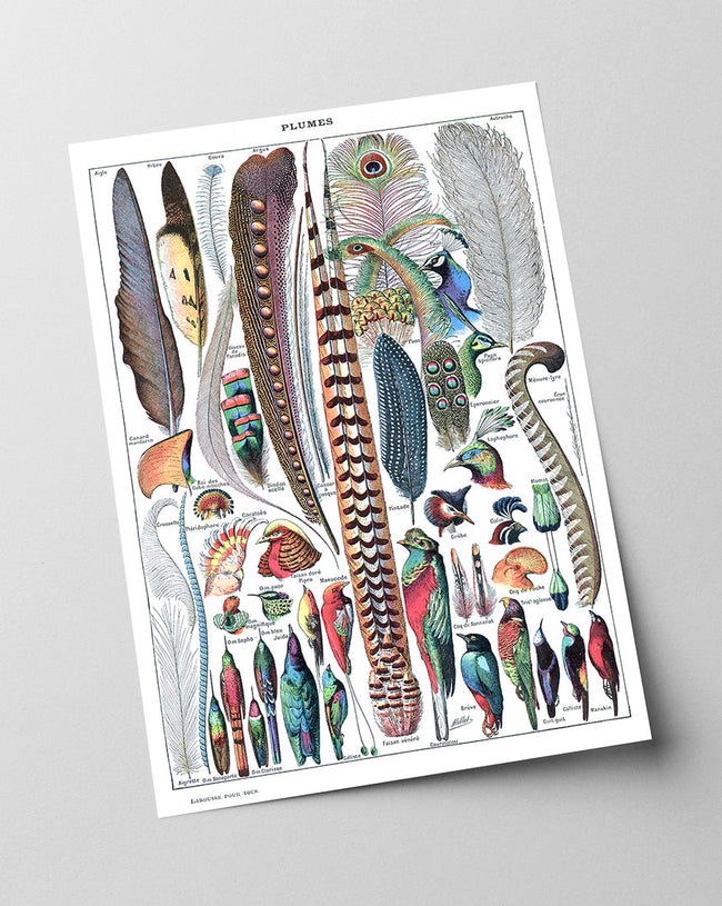 Adolphe Philippe Millot - Federn Main Image